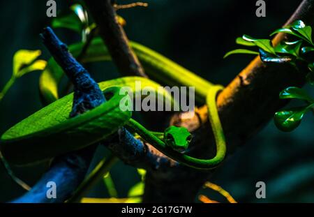 Dendrelaphis Interpunktes, auch bekannt als die australische Baumschlange, die gewöhnliche Baumschlange und die grüne Baumschlange, ist eine Art schlanker, l Stockfoto