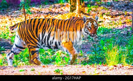 Der Bengaltiger ist ein Tiger aus einer bestimmten Population der Panthera tigris tigris Unterart, die auf dem indischen Subkontinent beheimatet ist. Stockfoto