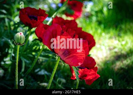 Kaukasische scharlachrote Mohnblumen, Marienkäfer, Papaver Commutatum, blühend im englischen Landgarten. Stockfoto