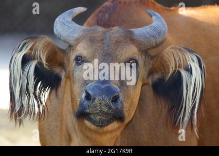 Rotbüffel / Afrikanischer Waldbüffel / Syncerus caffer nanus Stockfoto