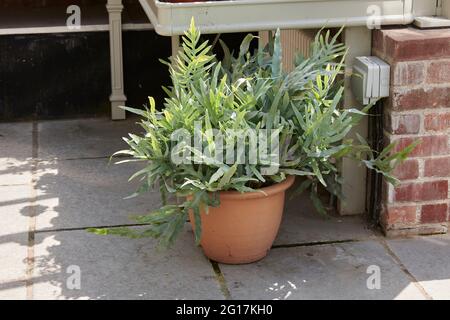 Goldfarn (Phlebodium aureum), der in einem großen Terrakotta-Tontopf in einem Gewächshaus wächst. Stockfoto