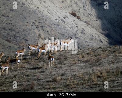 Gazellen im Vashlovani-Nationalpark, Georgien Stockfoto