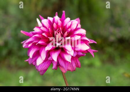 Rosa und weiße Farben Dahlien sind leicht anzubauende Pflanzen und bringen von Mitte Sommer bis Herbst wunderschöne Blüten Stockfoto