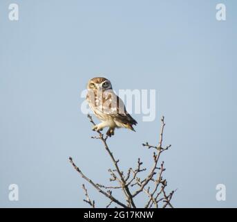 Kleine Eule (Athene noctua) im Vashlovani-Nationalpark, Georgien Stockfoto