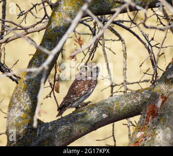 Kleine Eule (Athene noctua) im Vashlovani-Nationalpark, Georgien Stockfoto