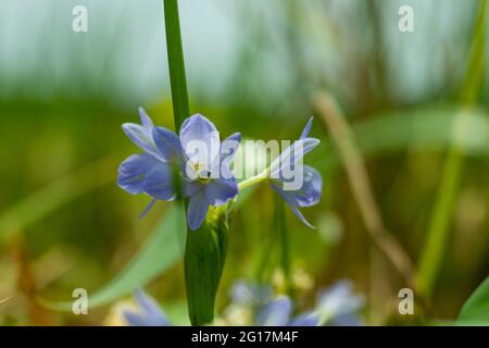 Agapanthus campanulatus oder Lilie des Nils ist eine krautige mehrjährige Pflanze Blatt und hängenden Blüten in Schattierungen von dunkelblauen Farben Stockfoto