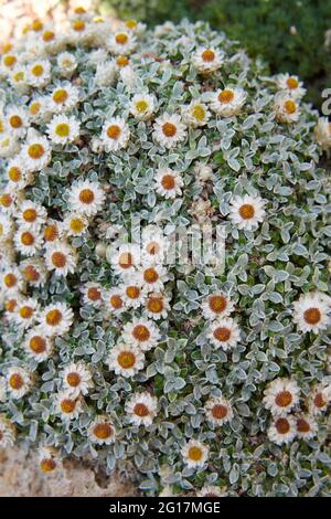 Treasure Flower oder African Daisies, (Gazania rigens) eine kleine wachsende alpine Stockfoto