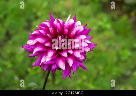 Dahlien mögen keinen süßen Duft wie eine Rose oder Pfingstrose haben, aber die Blume ist wirklich wunderschöne rosa und weiße Farben Stockfoto