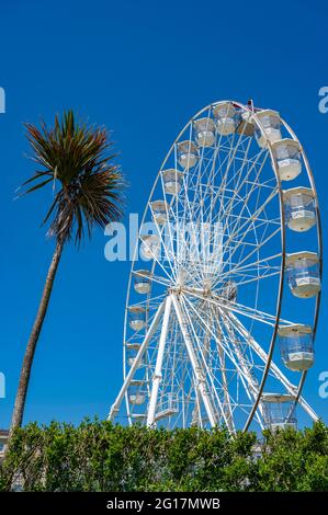 Das große Rad (Eastbourne Eye) von der Promenade aus gesehen mit einer Palme im Blick Stockfoto
