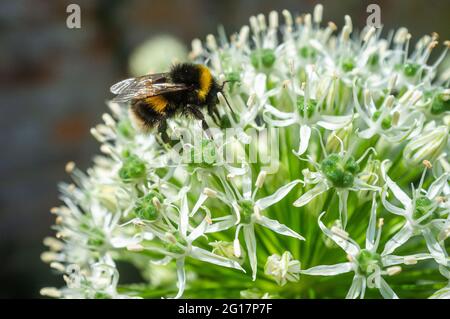 WIMBLEDON LONDON 5 Juni 2021 . Eine Hummel, die sich auf dem Nektar einer blühenden Alliumblume auf Wimbledon ernährt, ist an einem warmen, sonnigen Tag gemeinsam, an dem die Bienenpopulation aufgrund des heißen Wetters wimmelt. Die Prognose gilt für hohe Temperaturen über das Wochenende in London und Südostengland. Credit amer Ghazzal/Alamy Live News Stockfoto