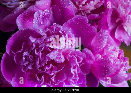 Wunderschöne Wassertropfen auf einem rosa Blütenblatt Pfingstrosen Makro. Sanftes, elegantes, weiches, künstlerisches Bild mit weichem Fokus Stockfoto