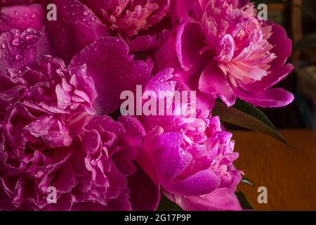 Wunderschöne Wassertropfen auf einem rosa Blütenblatt Pfingstrosen Makro. Sanftes, elegantes, weiches, künstlerisches Bild mit weichem Fokus Stockfoto