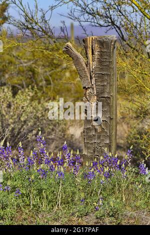 Wilde Blumen sind lila Akzent von der Zeit getragen hölzernen Zaunpfosten am Picacho Peak State Park in Arizona Stockfoto