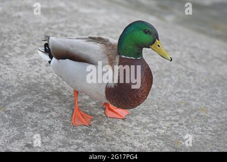 Schöne männliche Stockente, die auf dem Asphalt steht Stockfoto