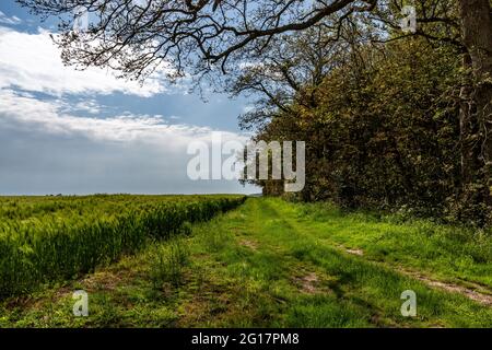 Ein Pfad entlang des Ackerlandes in Sussex, an einem frühen Sommertag Stockfoto