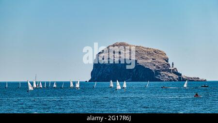 Segelregatta mit Segeljollen der Bass Rock-Gannet-Kolonie in Firth of Forth, Schottland, Großbritannien Stockfoto