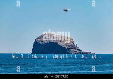 Segelregatta mit Segeljollen der Bass Rock-Gannet-Kolonie in Firth of Forth, Schottland, Großbritannien Stockfoto