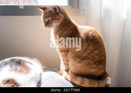 Die braune tabby Katze sitzt auf dem Sofa unter dem Licht des Fensters und sieht eine weiße Katze auf dem Sofa liegen Stockfoto
