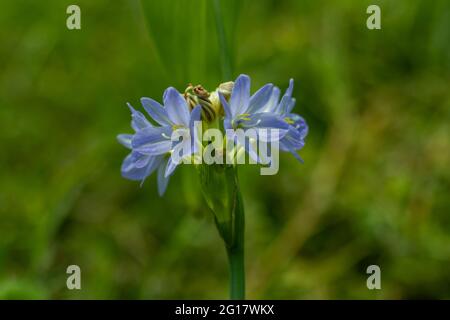 Die Maiglöckchen (Agapanthus) zieht alle Aufmerksamkeit, es ist eine herrliche Sommerblume oder Agapanthus campanulatus ist ein schönes wi Stockfoto