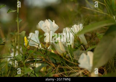 Die Feldblättrige Pflanze ist eine schleichende oder schleichende Pflanze und die weiße Blume hat quadratische Blätter mit einem flachen Einzug oben, der sich von oben abwechselt Stockfoto