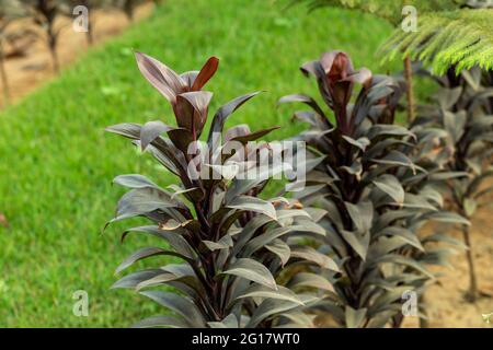 Das grüne Gras mit einer Orchidee mit hoher Zunge oder einem dunkelroten Blatt und Baum der Lady Palm ist eine mehrstämmiges Palmengewächs, das vom Boden aus wächst Stockfoto