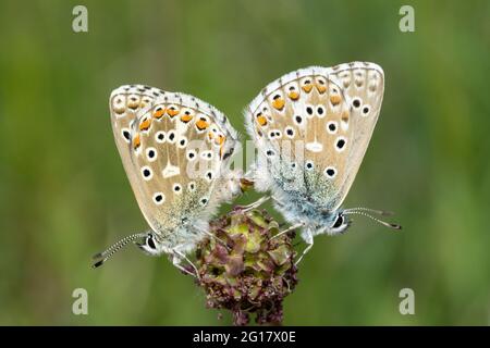 adonisblauer Schmetterling, Polyommatus bellargus, Paarungspaar im Kreidegrasland, Therfield Heath, Hertfordshire, England, Vereinigtes Königreich Stockfoto