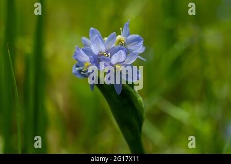 Die Nillilie oder Agapanthus campanulatus ist eine Laubpflanze, die Riemchenblätter und hängende Blüten in dunkelblauen Farbtönen hervorbringt Stockfoto