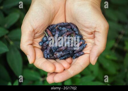 Frisch geerntete Geißelbeeren in den Händen. Nahaufnahme. Stockfoto