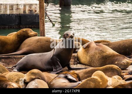 California Sea Lions am Pier 39, San Francisco Stockfoto