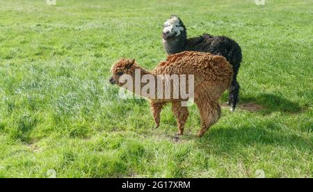 Zwei Alpakas auf einer in Neuseeland gesehenen Wiese Stockfoto