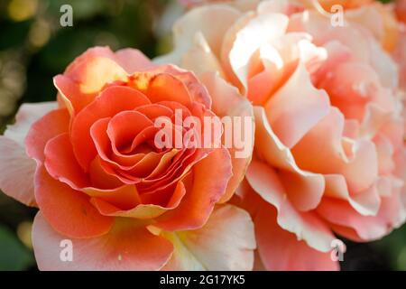 „Brass Band“ Aprikosen- oder Aprikosenmischung Floribunda Rose in Blüte. San Jose Municipal Rose Garden, San Jose, Kalifornien, USA. Stockfoto