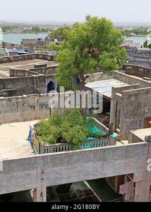 Beawar, Rajasthan, Indien, 5. Juni 2021: Der 130-jährige Neem-Baum kam aus der Terrasse und durchläuft mitten in einem dreistöckigen Haus in Beawar. Eine indische Familie kompromittierte mit dem Entwurf des Hauses, hielt es aber nicht für angemessen, einen Baum zu schneiden, der den Bau des Hauses blockierte. Die Familie ist ein einzigartiges Beispiel für Umweltschutz für diejenigen, die Bäume für die Stadtentwicklung und den Straßenausbau schneiden. Familie glaubt, dass ein Baum die Gesundheit besser hält. Nicht einmal ein einziges Mitglied dieser 35-köpfigen Familie wurde in den letzten zwei Jahren der Corona-Pandemie krank. Kredit: Sumit-Samarwat/Alamy Live Nachrichten Stockfoto