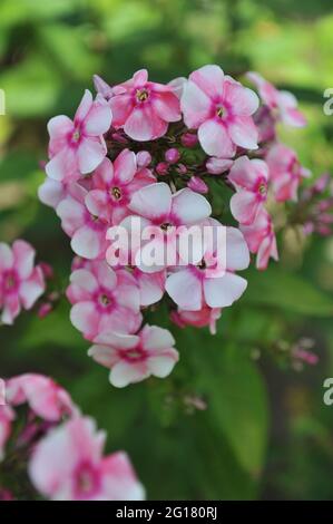 Im Juli blüht der rosa Phlox paniculata Aktrisa in einem Garten Stockfoto