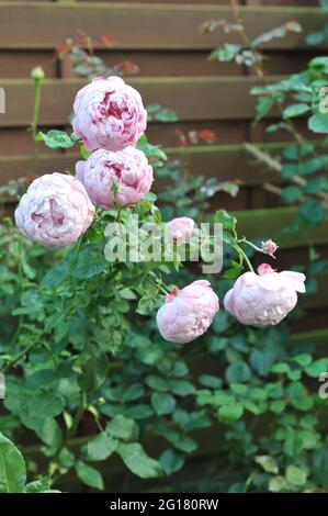 Lila-rosa Englische Strauchrose (Rosa) Charles Rennie Mackintosh blüht im Juni in einem Garten Stockfoto