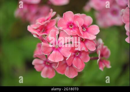 Im Juli blüht der rosa Phlox paniculata Aktrisa in einem Garten Stockfoto