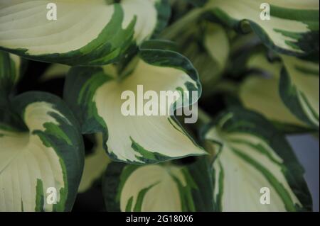 Im April wächst in einem Garten die bunte Hosta Dancing in the Rain weiter Stockfoto