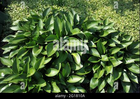 Im Mai in einem Garten glänzendes mittelgroßes Hosta Devon Green Stockfoto