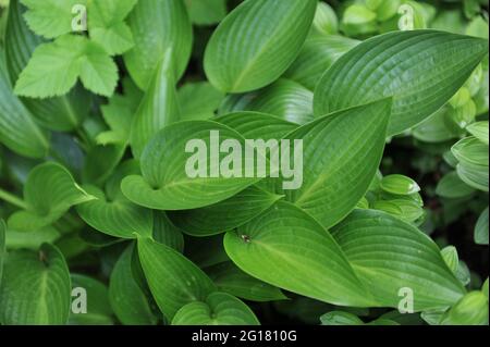 Im Mai in einem Garten glänzendes mittelgroßes Hosta Devon Green Stockfoto