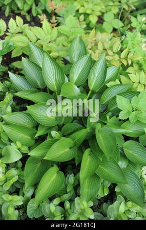 Im Mai in einem Garten glänzendes mittelgroßes Hosta Devon Green Stockfoto