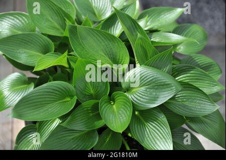 Im April wächst in einem Garten das mittelgroße, glänzende Hosta Devon Green Stockfoto