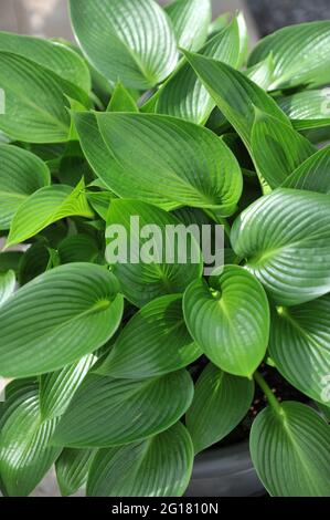 Im April wächst in einem Garten das mittelgroße, glänzende Hosta Devon Green Stockfoto