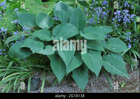 Blaublättrige Hosta Devon Mist in einem Graden im Mai Stockfoto