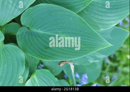 Blaublättrige Hosta Devon Mist in einem Graden im Mai Stockfoto