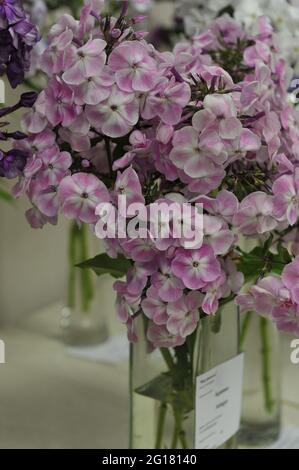 Phlox paniculata Adagio blüht auf einer Ausstellung im Juli Stockfoto