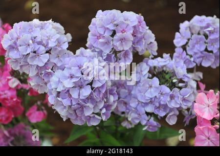 Phlox paniculata Admiral Nakhimov blüht auf einer Ausstellung im Juli Stockfoto