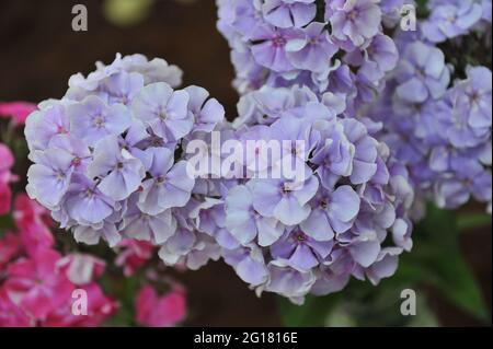 Phlox paniculata Admiral Nakhimov blüht auf einer Ausstellung im Juli Stockfoto