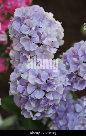 Phlox paniculata Admiral Nakhimov blüht auf einer Ausstellung im Juli Stockfoto