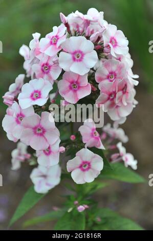 Im Juli blüht der rosa Phlox paniculata Aktrisa in einem Garten Stockfoto