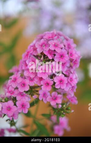 Die rosa Phlox paniculata Alenky Tsvetochek blüht auf einer Ausstellung im Juli Stockfoto