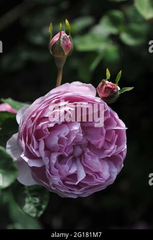 Lila-rosa Englische Strauchrose (Rosa) Charles Rennie Mackintosh blüht im Juni in einem Garten Stockfoto